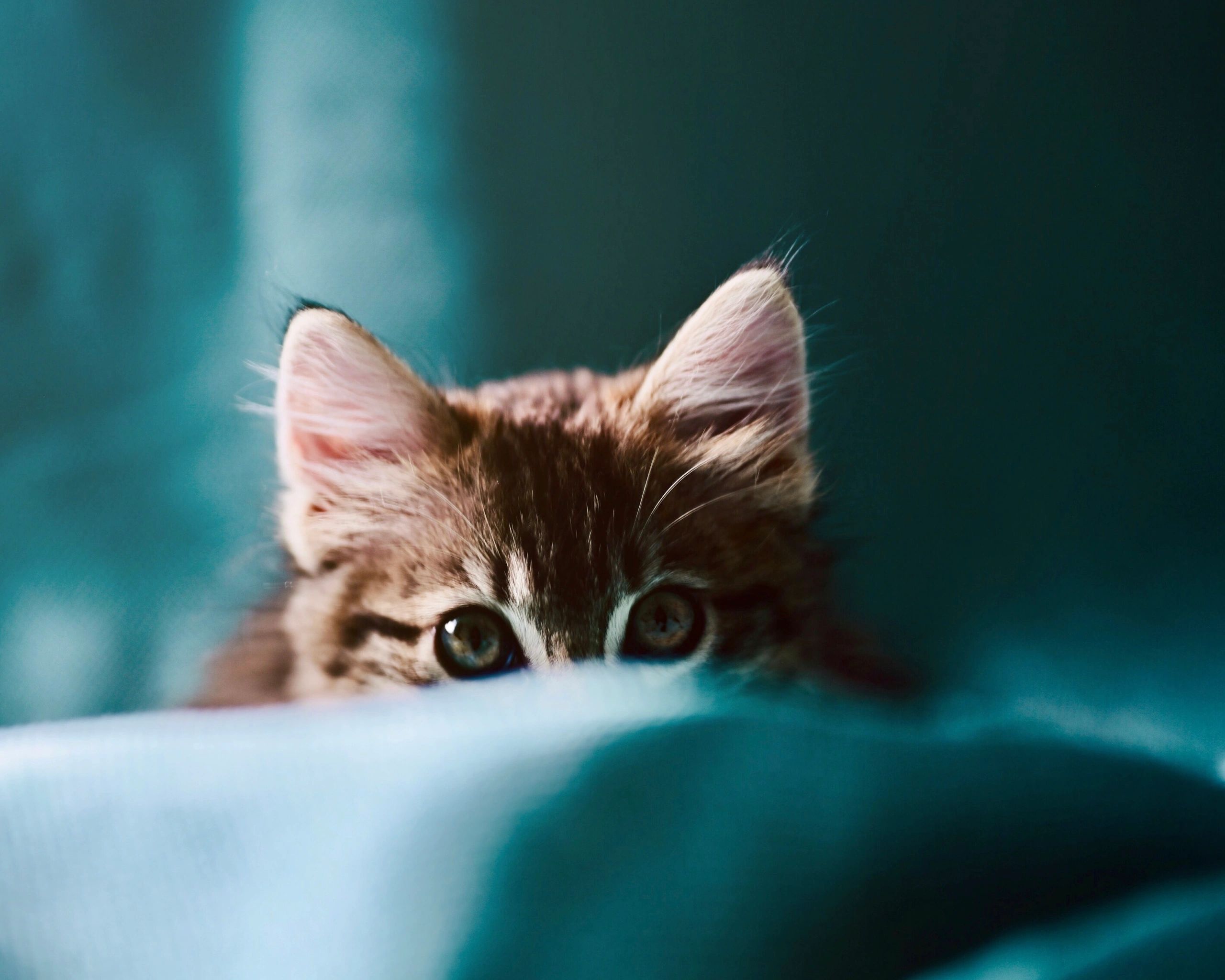 Characterful pet portrait