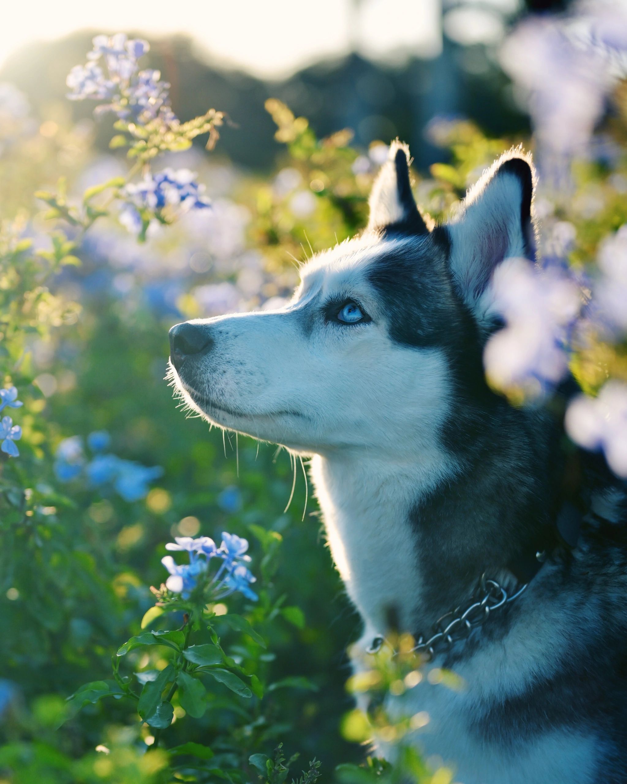 Expressive pet portrait