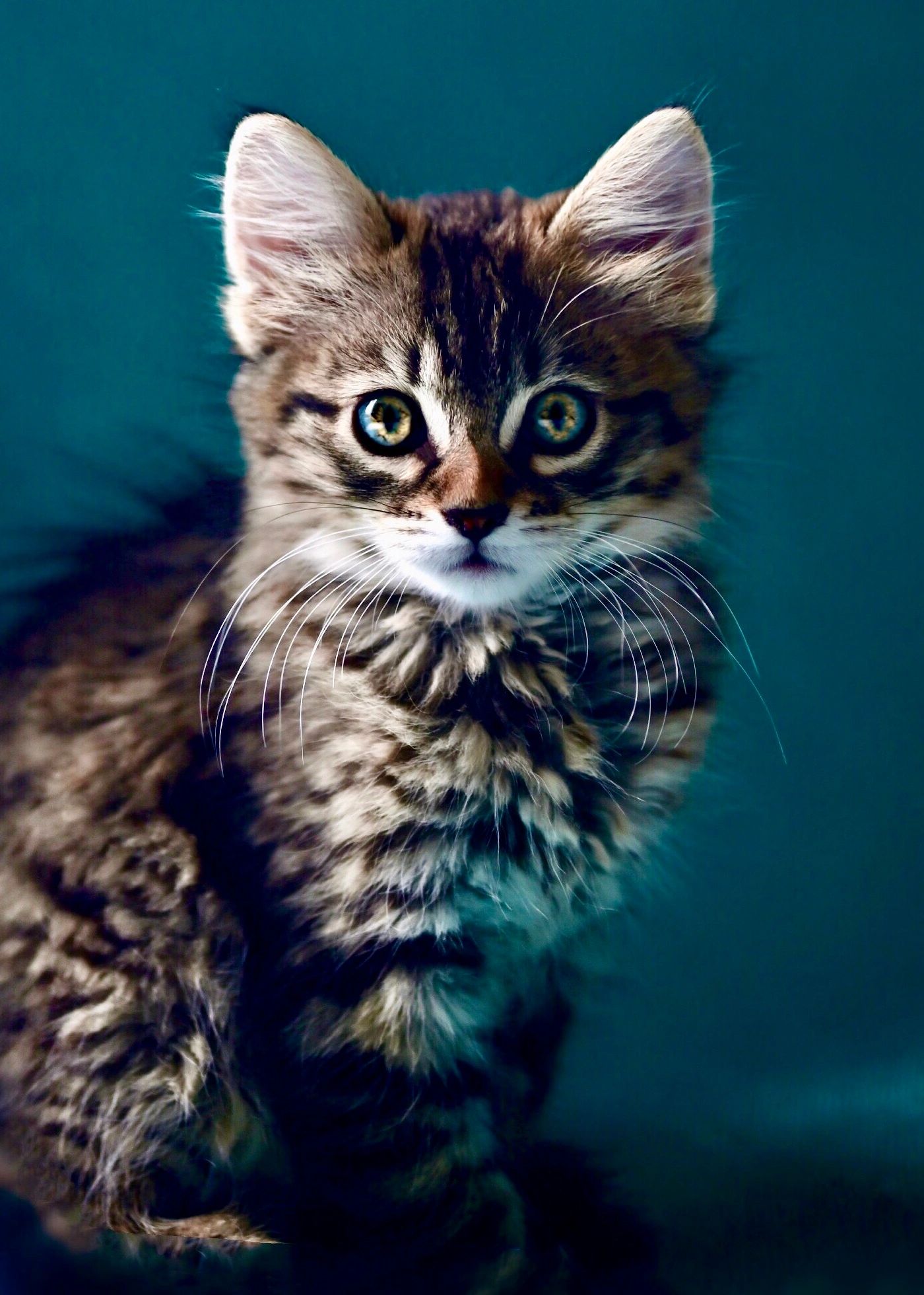 Pet portrait with soft background